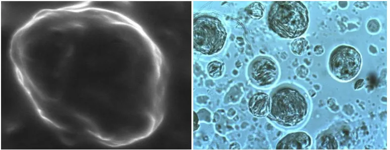 Figure 2. SEM of cream (left) and phase contrast microphotograph (200X) of ointment (right)