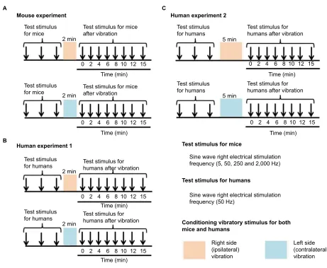 Figure 2 The measurement of the sensory threshold (test stimulus) and vibratory stimulus (conditioning stimulus).Notes: (A) The protocol of the mouse experiments