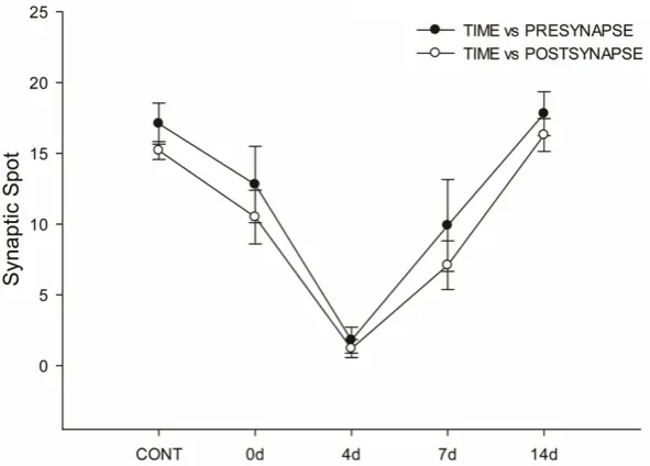Figure 6. Parallel changes of synaptic ribbons and PSD95 in response to the ribbon number is seen on the 7is seen on the 14duction of ribbon numbers is seen on the 4noise exposure