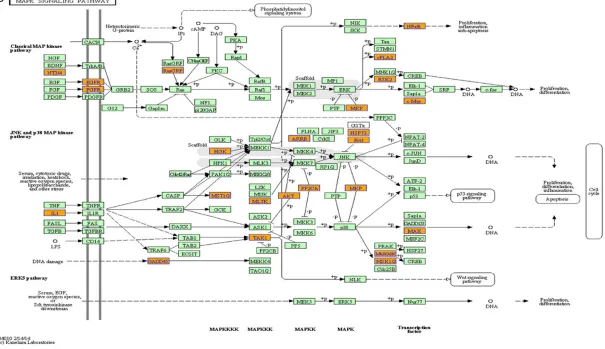 Figure 5. Pathway analysis of the differentially expressed profiles. Pathway analysis is a functional analysis in which genes are mapped to KEGG pathways