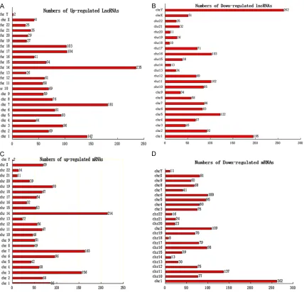 Figure 3. Chromosomal distribution of up- and down-regulated lncRNAs (A, B) and mRNAs (C, D)