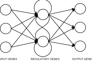 Fig. 1.1The structure of the DRGN model.categories: input genes that detect the presence of morphogens produced by other cellsThe network is partitioned into threeor the environment; regulatory genes that interact with one another to perform thecomputational tasks of the cell; and output genes producing morphogens that can betransmitted to other cells or that trigger events such as growth and division.