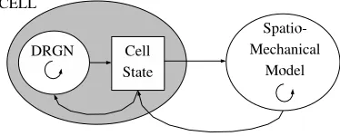 Fig. 1.2Scheme of interactions between diﬀerent levels in the model, from microscopic(left) to macroscopic (right)