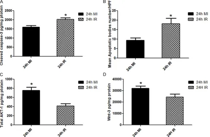 Figure 5. The graphs represent (A) left ventricular cleaved caspase-3 concentrations (B) Left ventricular mean Apop-totic bodies number/high power field (HPF), (C) Left ventricular total AKT-1 protein (D) Left ventricular Wnt-3 protein in 24 hours MI and I