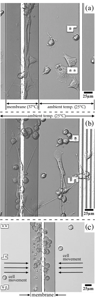 Fig. 7.Optical micrographs of a BE substrate illustrating (a) spatially selectiveacceleration of neural outgrowth by heating cells grown on the microheatedmembrane, (b) control experiment demonstrating random growth in the absenceof thermal gradients (spherical cells are unattached and undifferentiated), and(c) collecting and patterning unattached neurons using free-convection currents.