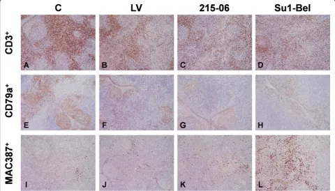 Figure 3 Representative images of CD3, CD79a and MAC387 IHC staining in mediastinal lymph node.7 dpi