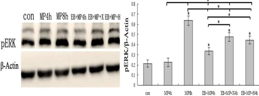 Figure 3. The time course of activation of the MAPK/ERK pathway. SHSY5Y cells were stimulated with E2BSA (EB, 10 nM), MPP+ (MP, 5 μg/mL), XCT790 (×, 5 mg/ml), 5-Hydroxytamoxifen (H, 2 mg/mL) or vehicle, and lysed at in-dicated times and analyzed for ERK ac