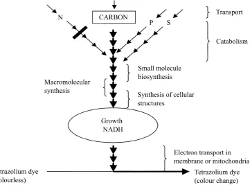 Figure 2.7. Respiration pathways coupled to cell physiology. Source: (Bochner et al., 2001) 