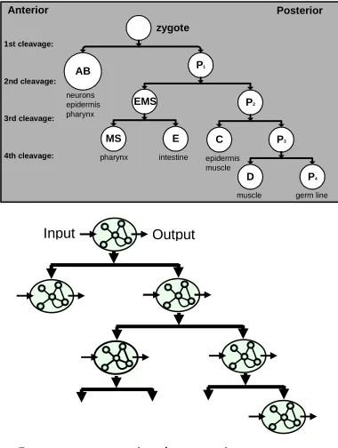Figure 3. Lineage trees. (above) Branches of nematode lineages can be used as a biologically grounded reference on the lineage complexity that occurs in real organisms