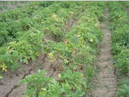 Figure 4.2. The crop on 17 January 2005 immediately after application of Wuxall Amino