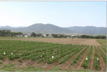 Figure 4.4. The planted rows on the day of planting (20 October 2004). 