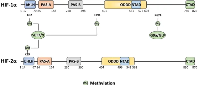 Figure 5. The amino acid sites of HIF-α methylation and the methyltransferase enzymes responsible  for each site-specific modification