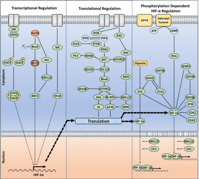 Figure 3. The intracellular protein-dependent cell signalling for the transcriptional, translational, and  phosphorylation-dependent regulation of HIF-α