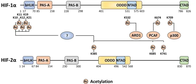 Figure 4. The amino acid sites of HIF-α subjected to acetylation and the acetyltransferase enzymes  attributed to the relevant sites