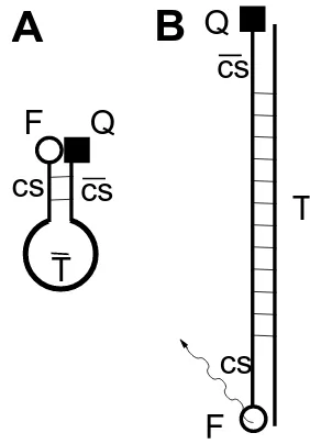 Figure 7: Molecular beacons signal the recognition of a speciﬁc DNA or RNA sequence [141].The beacon consists of a piece of single stranded DNA with a sequence part at oneend (cs) being complementary to the corresponding part ( ¯cs) at the other end