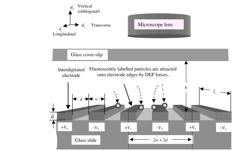 Figure 1. Diagram of a DEP collection experiment (using interdigitated electrodes fabricated on glass with width w, interelectrode spacingd and thickness δe) not to scale