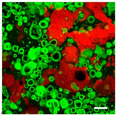 Figure 6), in which lipids appeared as independent bulbous structures within the protein bar 