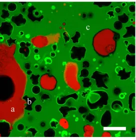 Figure 3. Confocal micrograph of protein bar material approximately 30 min after the 