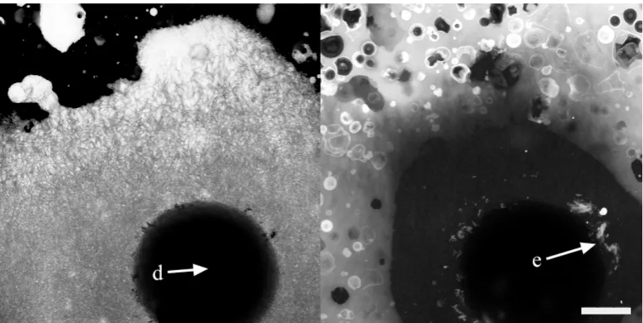 Figure 4. Confocal micrograph of protein bar material approximately 30 min after the 