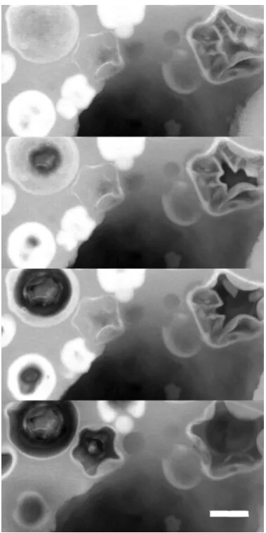 Figure 5. Confocal micrographs of protein particles in protein bar material approximately 30 