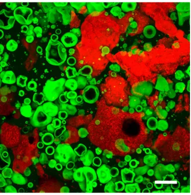 Figure 6. Confocal micrograph of protein bar material on the day after manufacture. Red 