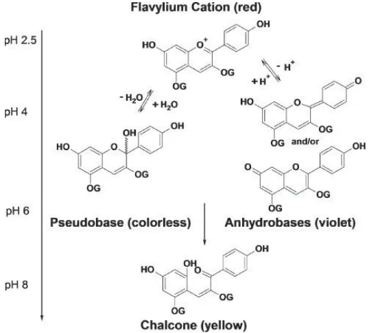 Figure 2-5: Variation in the anthocyanin structure and pigmentation with changes in pH of a solution (Barnes et al, 