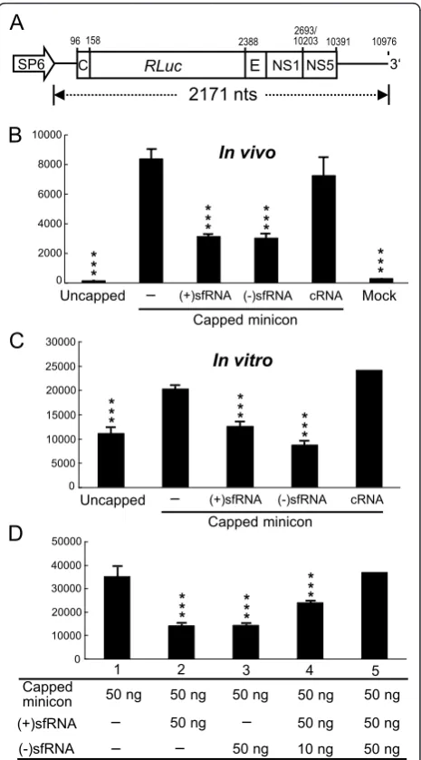 Figure 4D, the inhibitory effect of (+)sfRNA on transla-