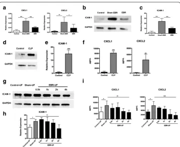 Fig. 4 The endothelial bioreactor (EBR) system modulated pulmonary endothelial function.real-time RT-PCR at 48 h after CLP (expression of CXCL1 and CXCL2 in the lungs was analyzed by quantitative real-time RT-PCR at 48 h afterCLP (after CLP ( a The mRNAn =