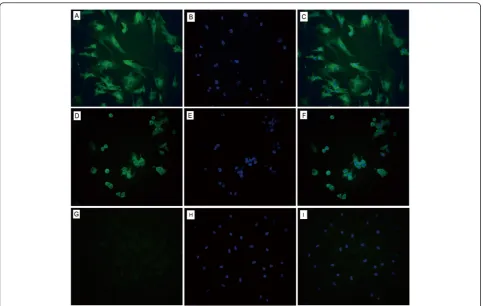 Figure 4 Detection of HBcAg using indirect immunofluorescence (×200)(green color). (B) The cellular nuclei in infected human BMSCs were stained with DAPI (blue color)