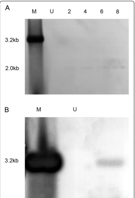 Figure 5 Southern blot analysis of HBV cccDNA in infectedhuman BMSCs. (A) HBV cccDNA was extracted from human BMSCsat 2, 4, 6, and 8 days after infection and subjected to Southern blothybridization