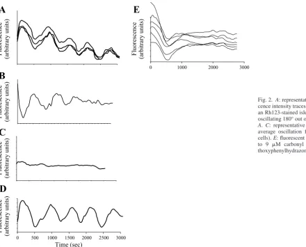 Fig. 2. A: representative selection of ﬂuores-cence intensity traces from 3 different cells inan Rh123-stained islet