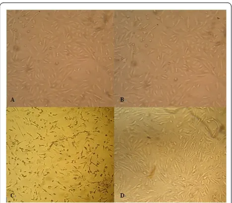 Figure 4 Microscope of A549 cell lines seven days post-inoculation. (A) cells inoculated with SPF pig fecal suspension,without evident CPE; (B) cells inoculated only with electroelutedvirus binding proteins, without evident changes; (C) cells inoculatedwith virus suspension, there was evident CPE; (D) cells inoculatedwith the mixture of virus suspension and electroeluted virus bindingproteins, there were little CPE, which were significantly less thanthat in (C).