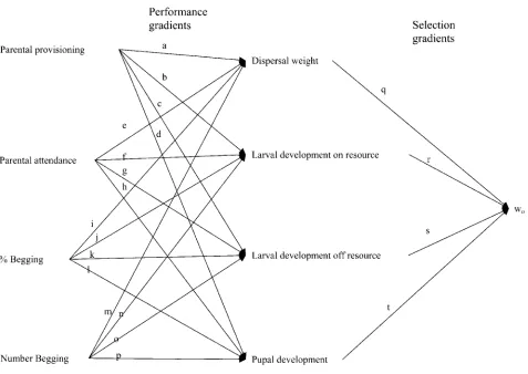 Figure 1: Model of social selection arising from parent-offspring interactions that was tested inilinear selection gradients ( Nicrophorus vespilloides