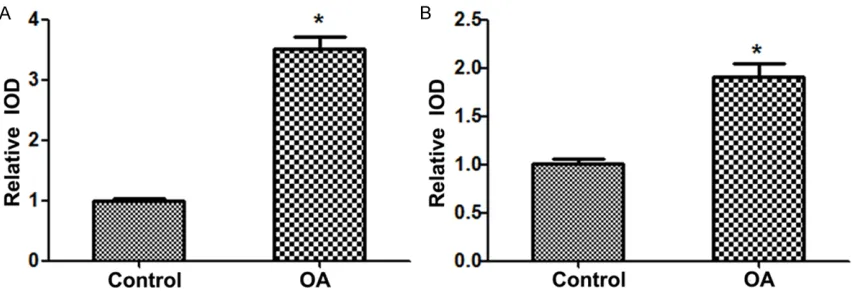 Figure 1. MMP-7 and IL-15 protein expression level in the two groups. A. MMP-7 protein expression level in the two groups; B