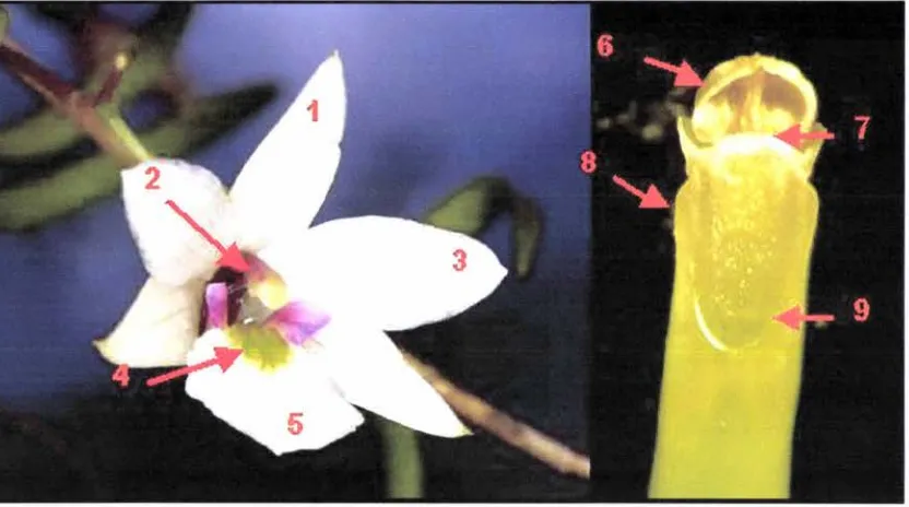 Figure 4: Floral structures of an orchid flower (1: dorsal sepal; 2: column; 3: petal; 4: ridges; 5: labellum; 6: anther; 7: rostellum; 8: column wing; 9: stigma)