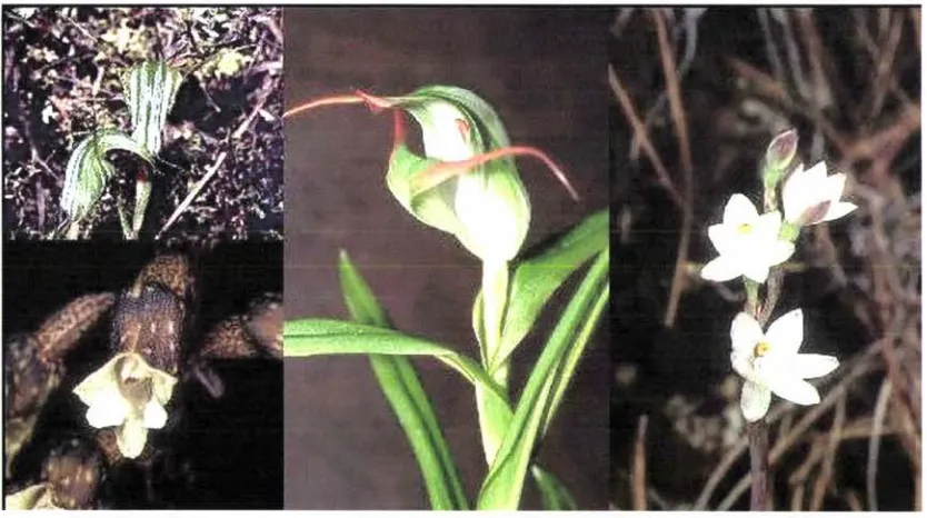 Figure 1: Pterostylis alobula (top left), Gastrodia cunninghamii (bottom left), P. patens (centre) and Thelymitra longifolia (right)