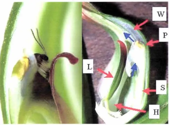 Figure 4: Pterostylis alobula with Zygomyia sp. (Mycctophilidac) imprisoned by the column wings and the tip of the labellum and detailed of the internal floral structures of a "green-hood" orchid (L: labellum: H : hinge; S: stigma; P: pollinia; W : window-