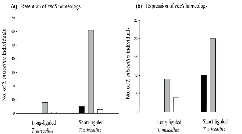 Fig. 2.3 Graphical illustration of retention and expression of parental rbcS-1 homeologs in T