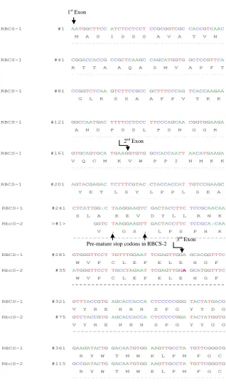 Fig. S2.2 Alignment of rbcS-1 and rbcS-2 cDNA sequences of Tragopogon dubius along with protein translation for both genes