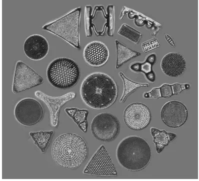 Table 1.2: Overview of the major taxonomic groups of phytoplankton (adapted from Lalli and Parsons, 2002).