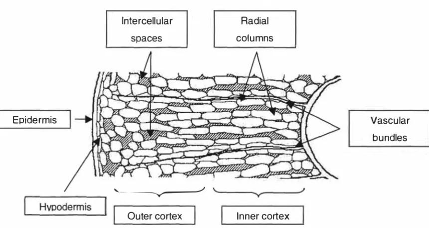 Fig. 1-5 Schematic radial diagram of cell packing in the epidermis, hypodermis and cortex tissues of apple fruit (Kahn and Vincent, 1990)