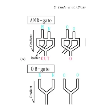 Fig. 2. Schematic diagrams of a Physarum Boolean gate—AND, OR, and NOT gate. The accompanied histogram shows the distribution ofthe time taken to compute outputs, where the horizontal line represents the time (minutes) and the vertical one represents the c