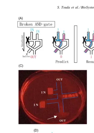 Fig. 3. (A) The schematic diagram of the broken-AND gate, predicted behavior of Physarumexpressed as a concept lattice