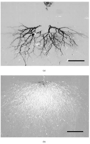 Figure 1 Optical images showing the complete extent (2 mm pin/plane spacing) of: (a) a black, so-called conducting tree structure and (b) a white,non-conducting tree