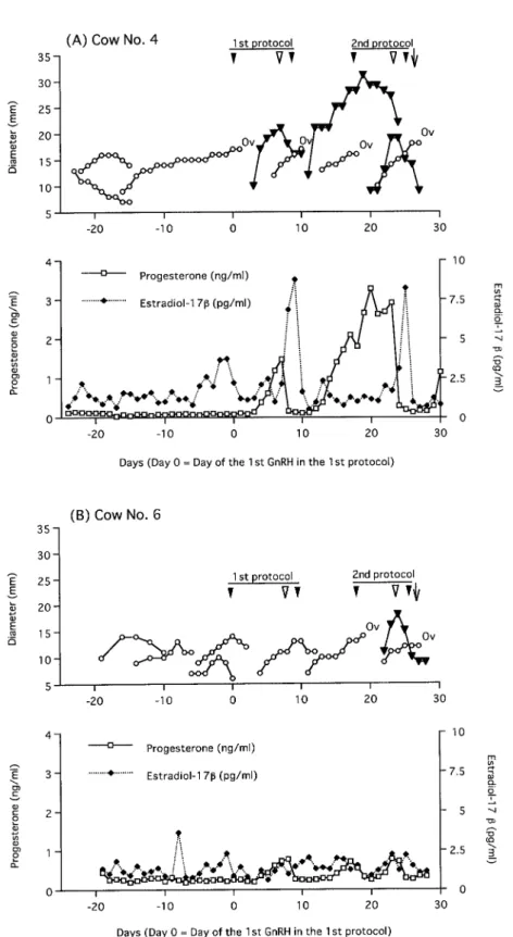 Fig. 1. Representative examples of dynamics of the dominant follicles and the corpora lutea and profiles of progesterone and estradiol-17β concentrations during ovulation synchronization protocol in postpartum beef cows