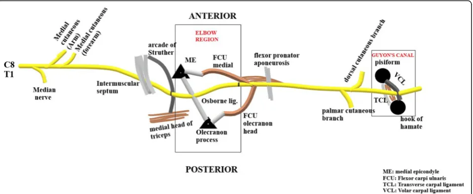 Fig. 2 a Probe position for localisation of the ulnar nerve at the elbow. b The nerve (arrowhead) is localised in its short axis within the cubitaltunnel between the medial epicondyle (ME) and olecranon process (olec)