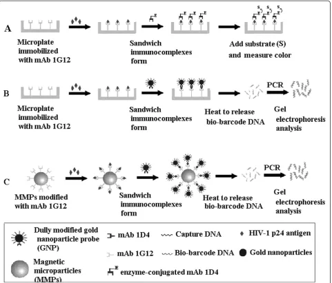 Figure 1 Schematic illustrations of two biobarcode amplification (BCA) assays and ELISA assay to detect HIV-1 p24 antigen