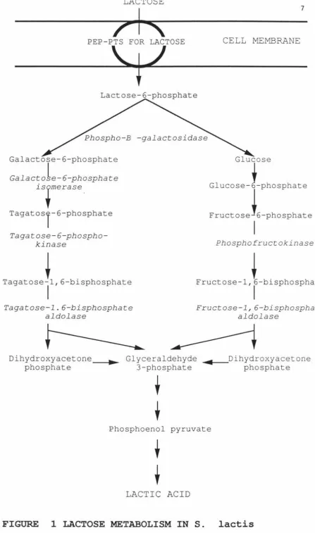 FIGURE 1 LACTOSE METABOLISM INS. 