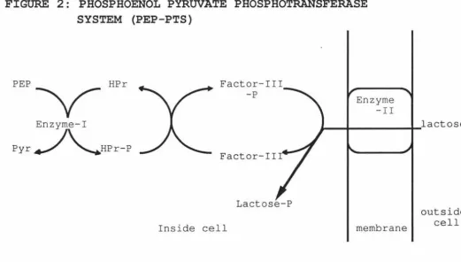 FIGURE 2: PHOSPHOENOL PYRUVATE PHOSPHOTRANSFERASE SYSTEM (PEP-PTS) 