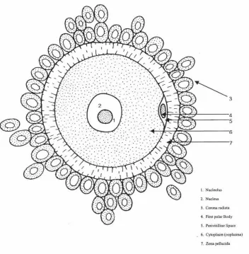 Figure 2.2 Structure of the human oocyte showing the zona pel/ucida and corona radiata •